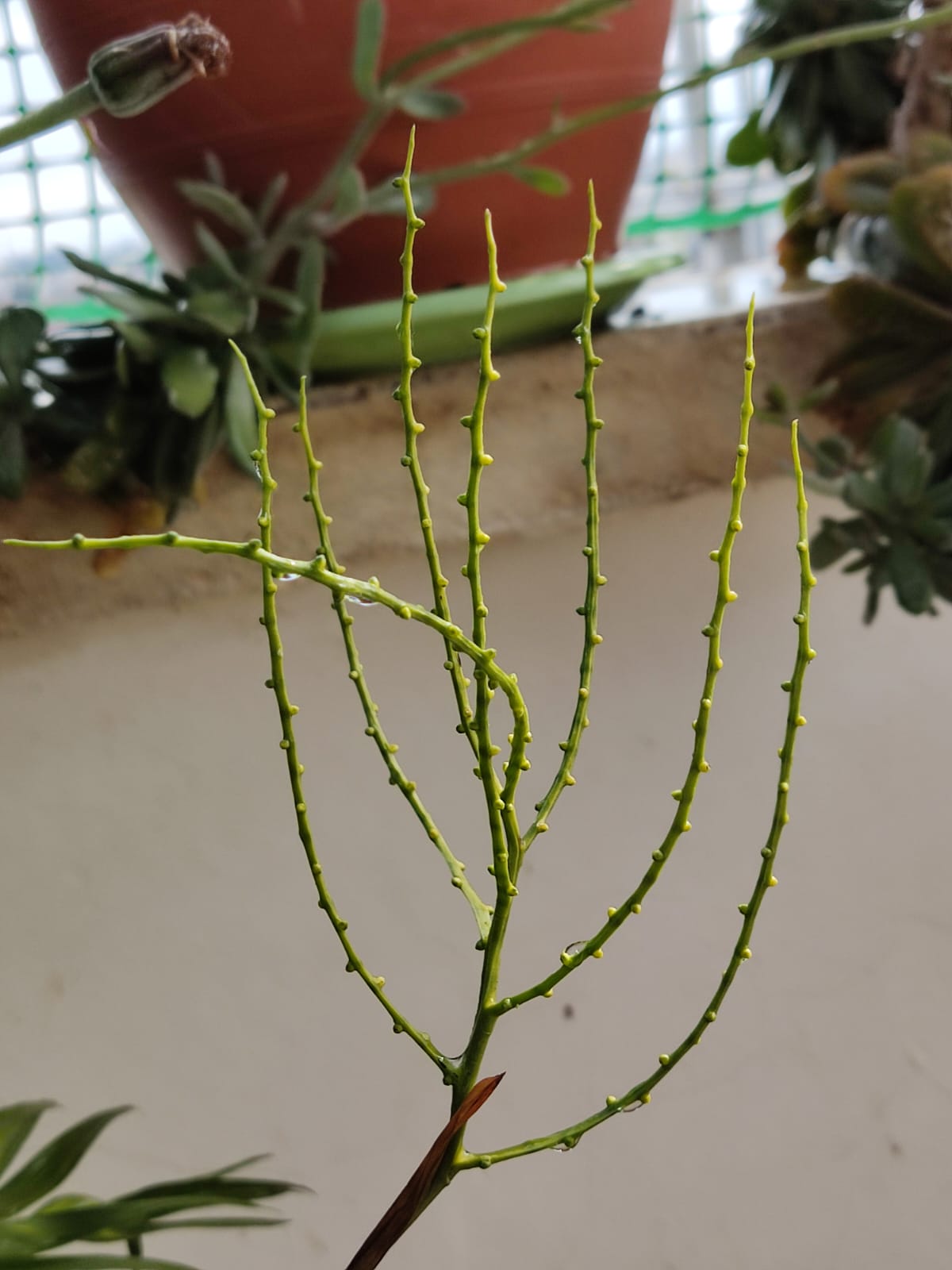 טכנית לא מבינה