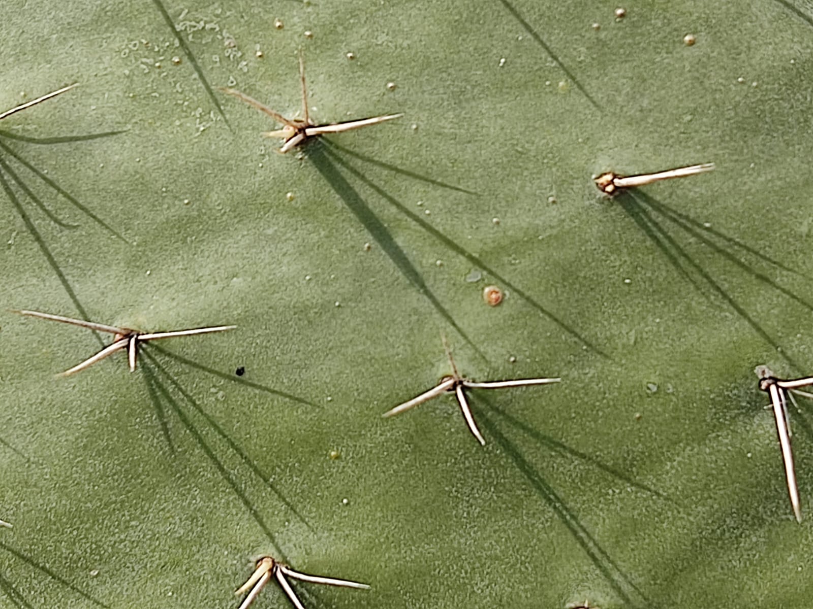 אַלְיָה וְקוֹץ בָּהּ אַלְיָה וְקוֹץ בָּהּ