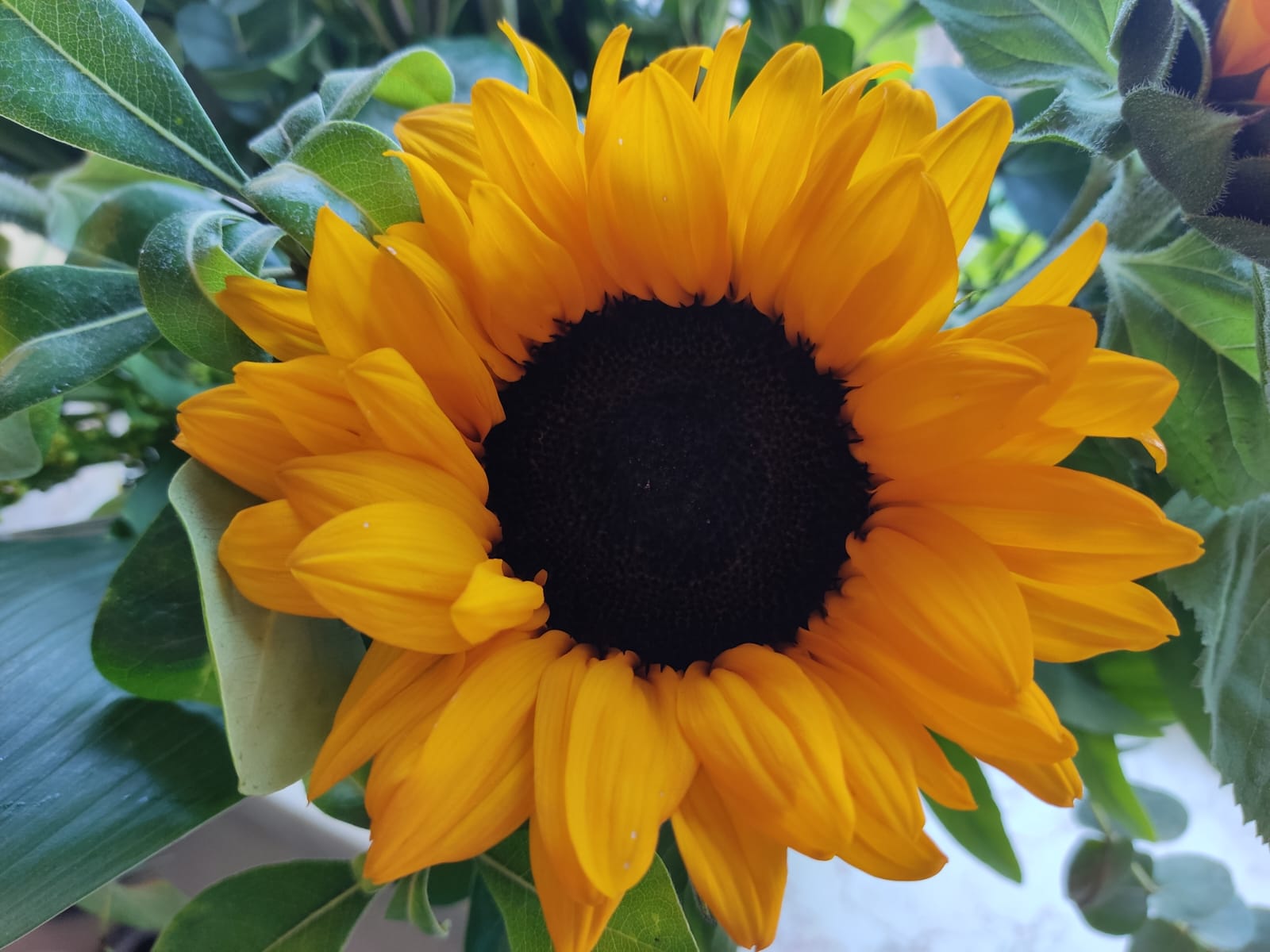 חמניה חמניה