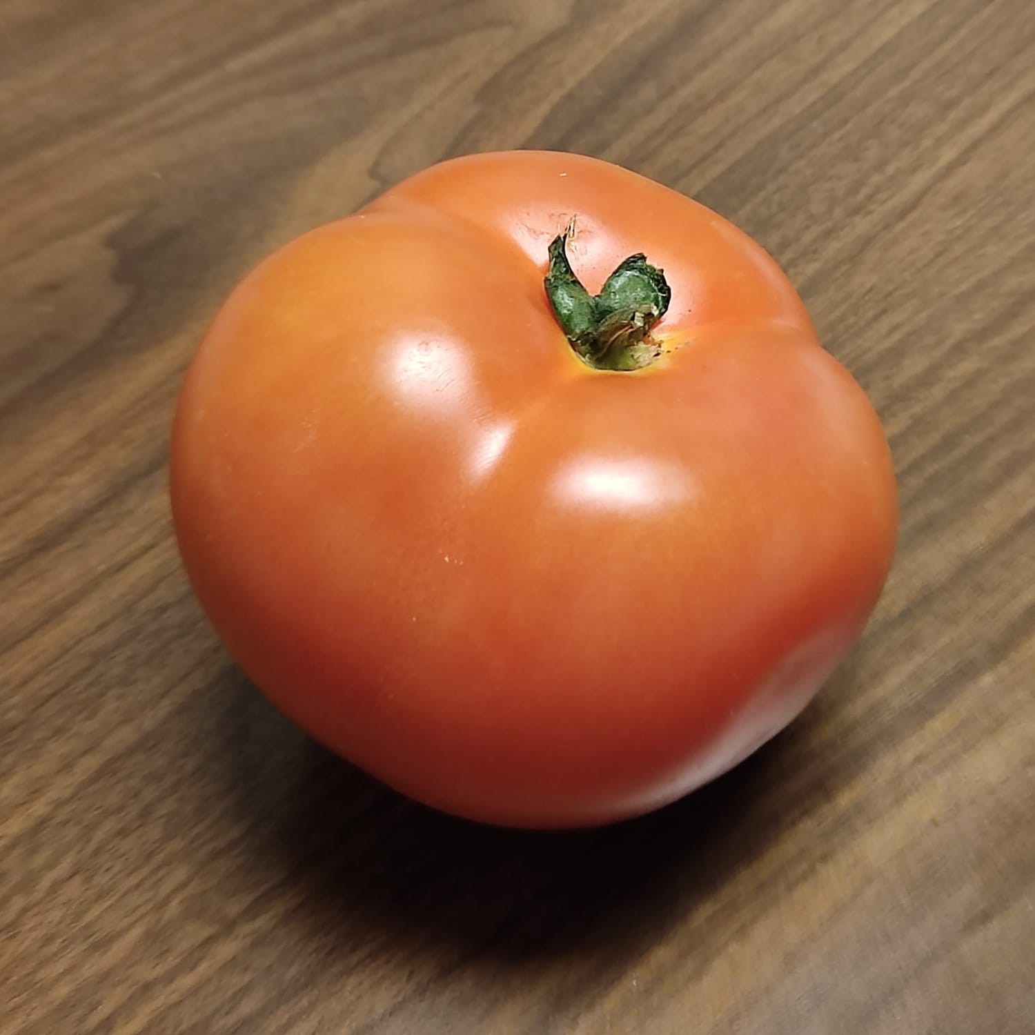 עגבנייה.פשוט