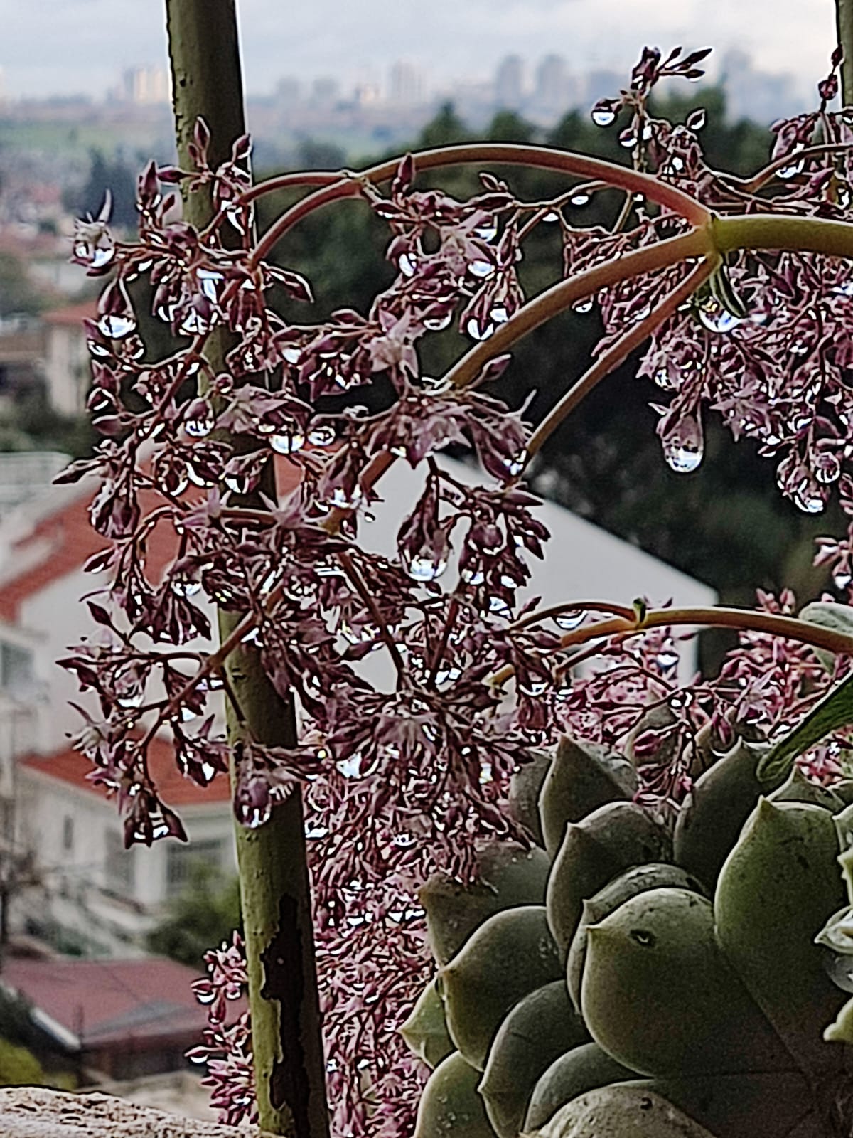 נוקשת. נושקת