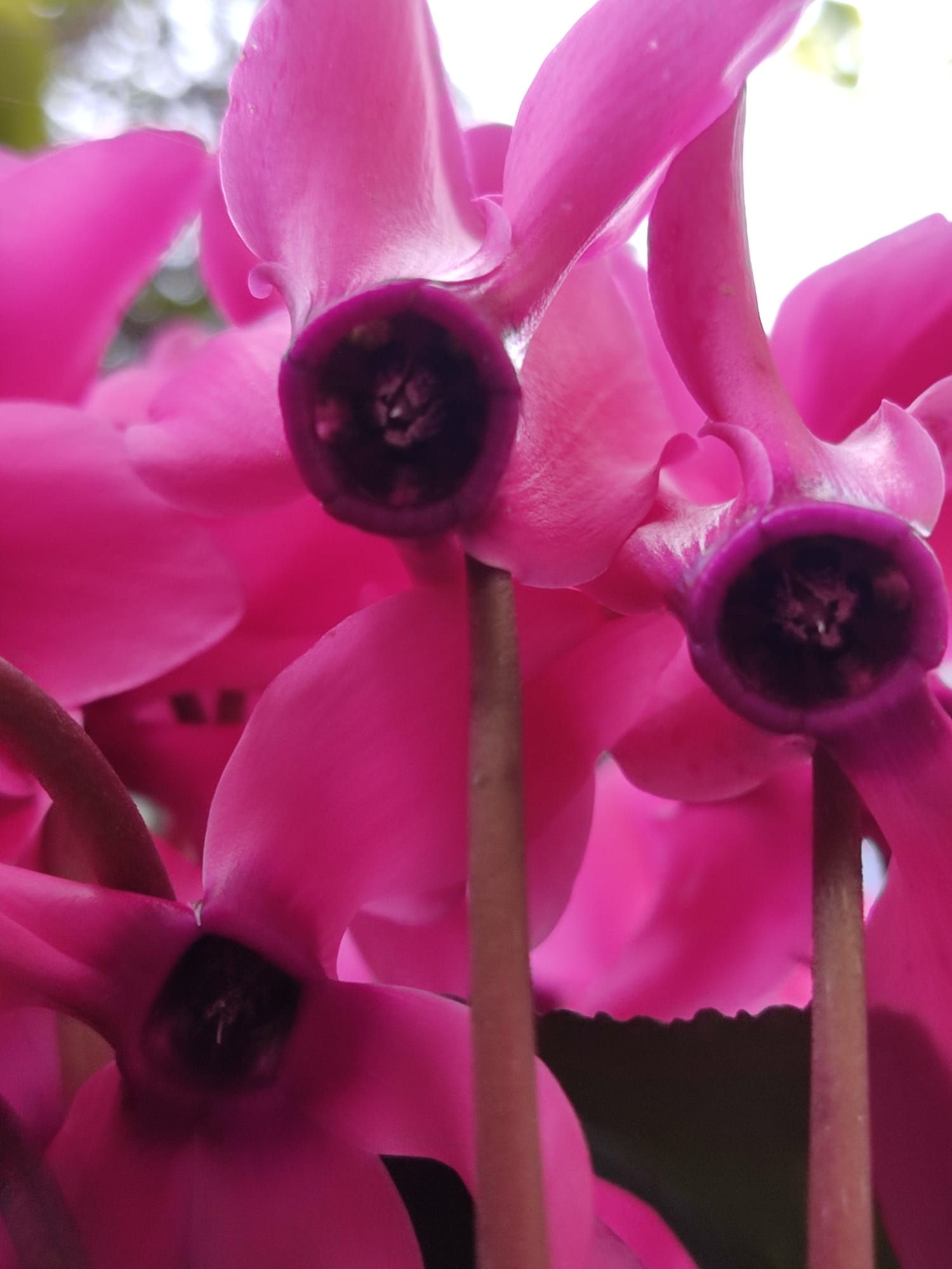 תמונות מדברות