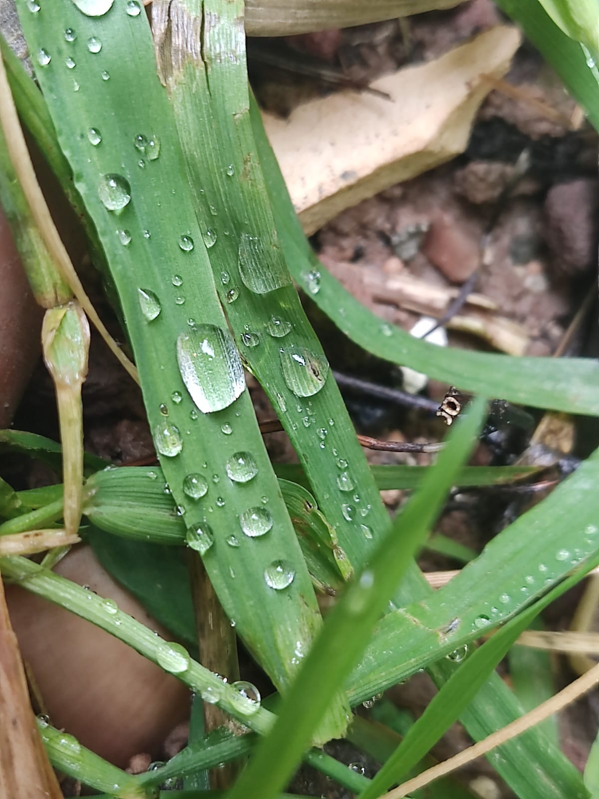לוכדת הטיפות