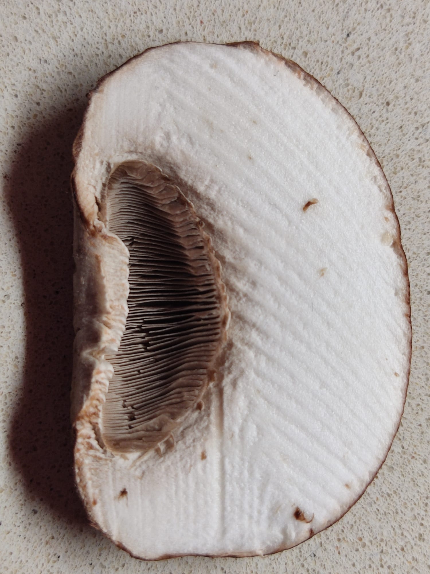 מגולם לפרפר