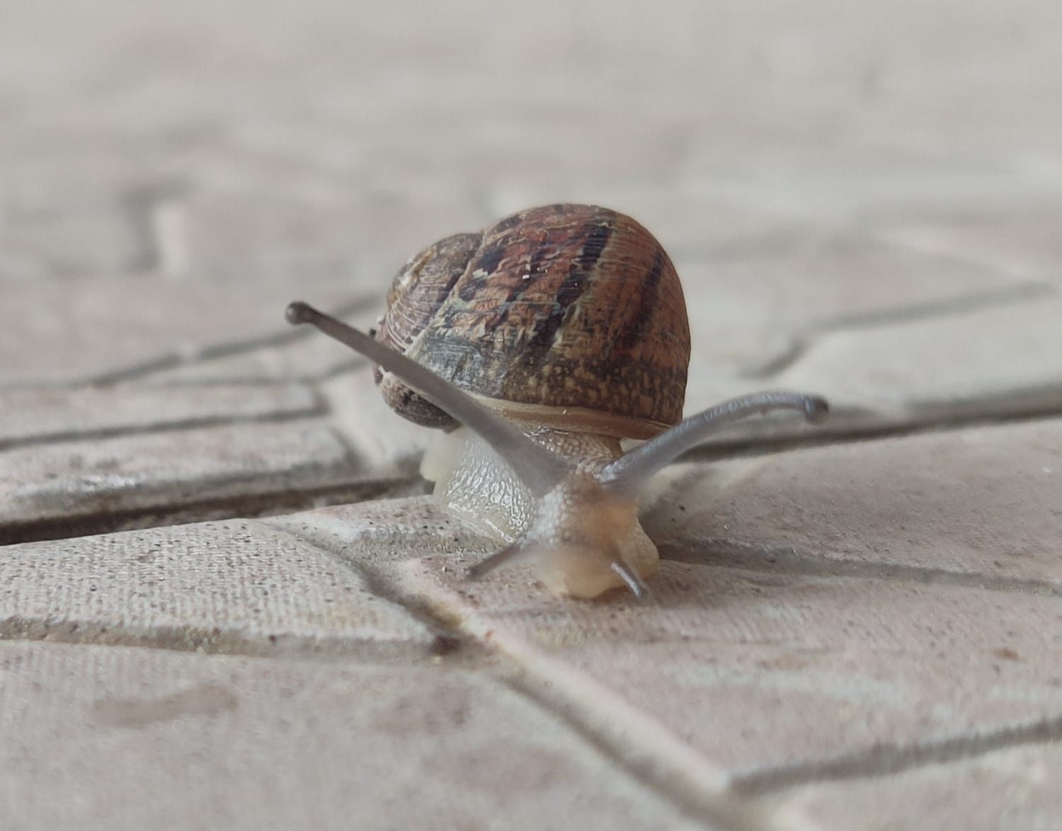 צילום חלזון/שבלול מה הוא בא לבשר לי…