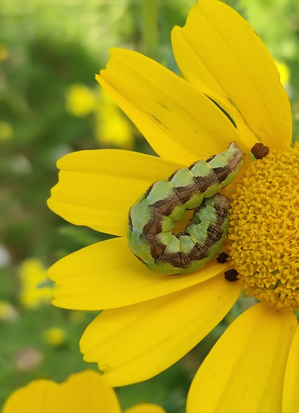 צילמתי לי סביון עם צביון