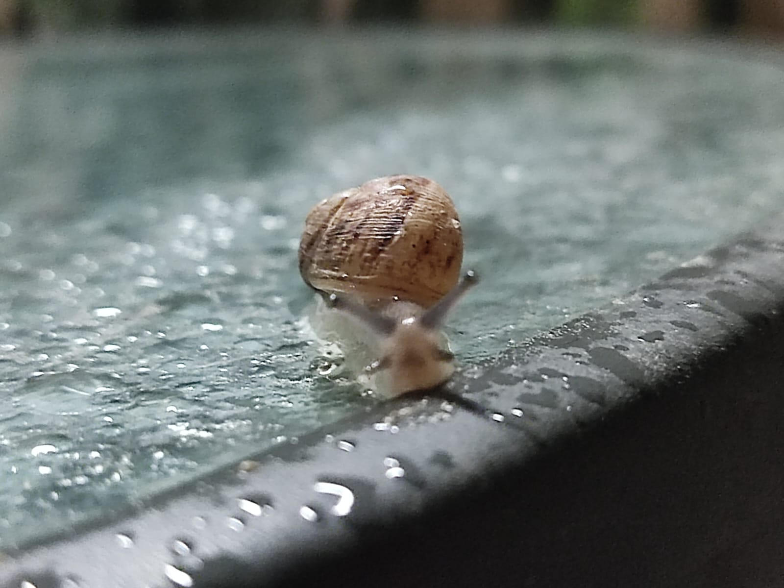 "כל סוף הוא התחלה חדשה… אף פעם לא אפסיק ללכת…" (שב"ק ס')