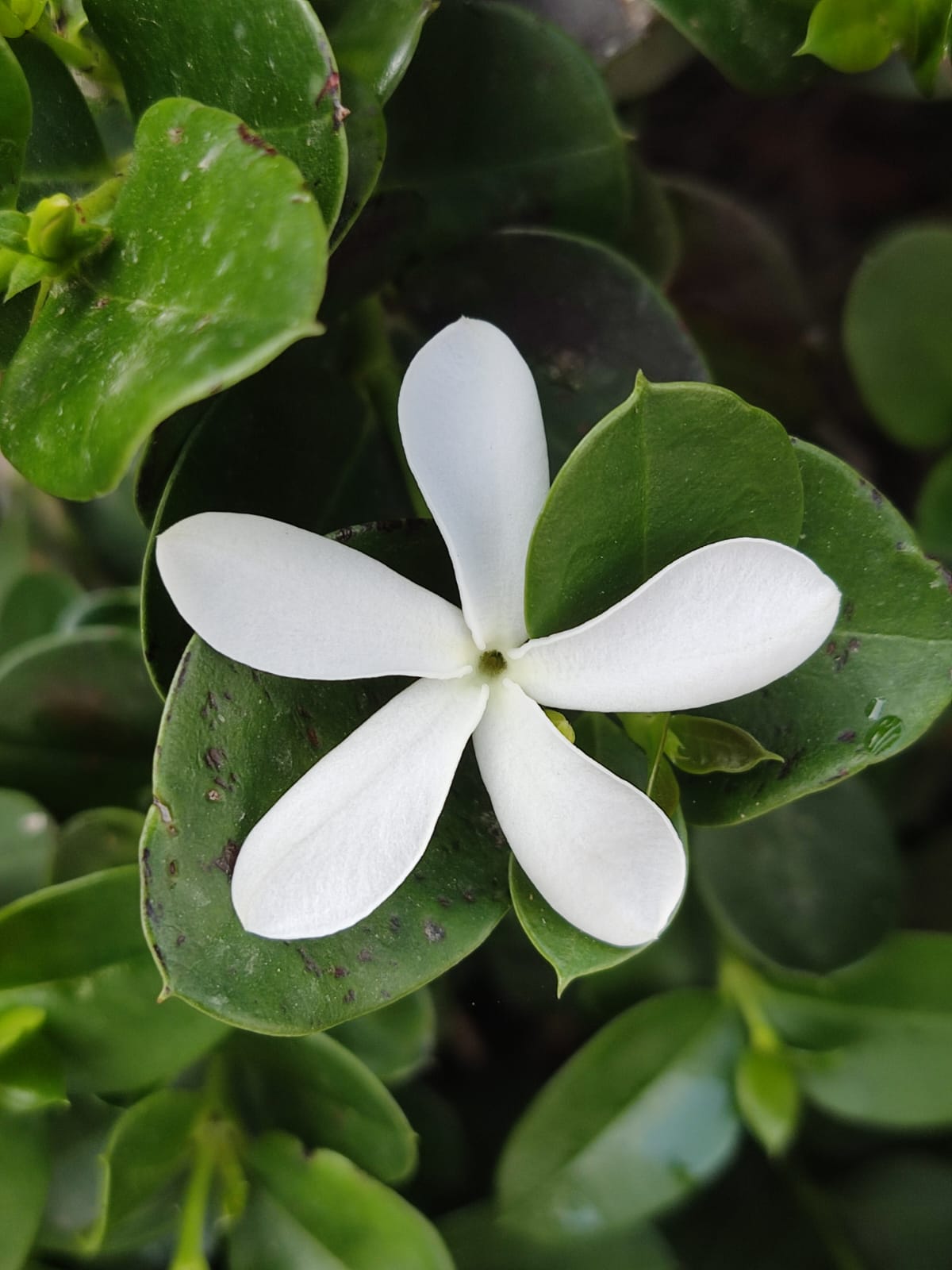 כבר לא לכלוכית