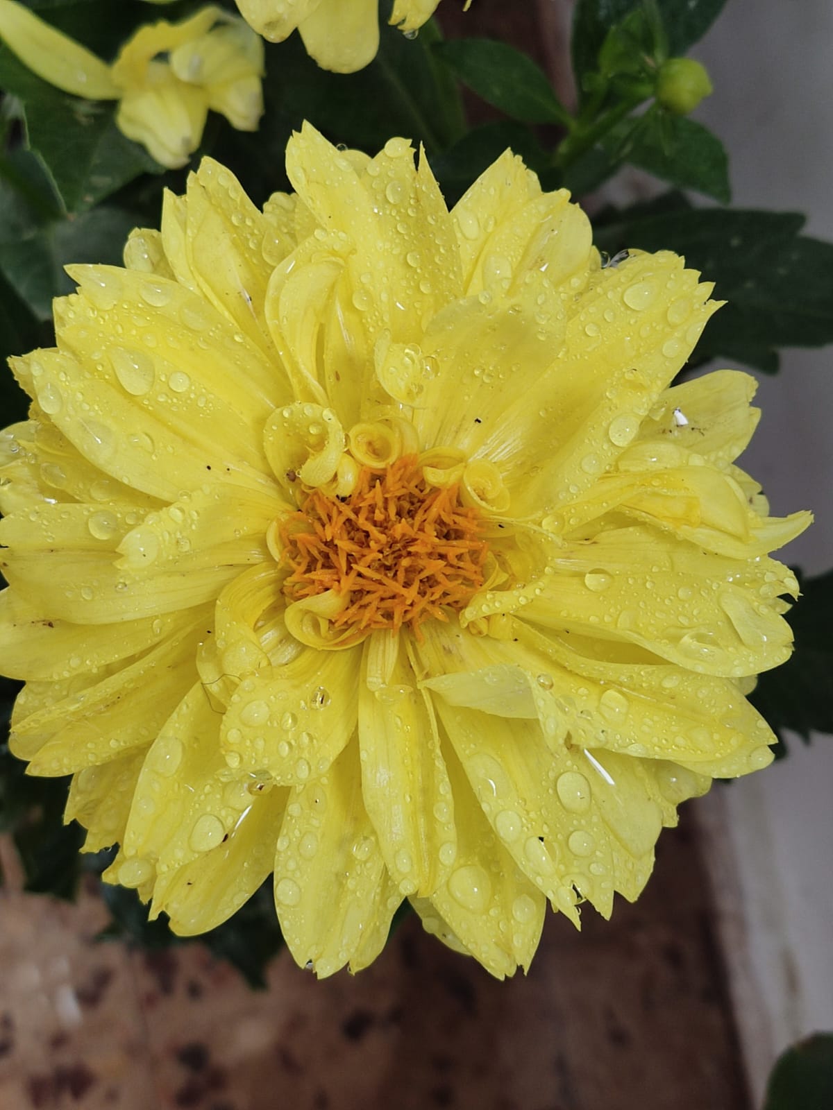 איך מרגיש לו הלב…