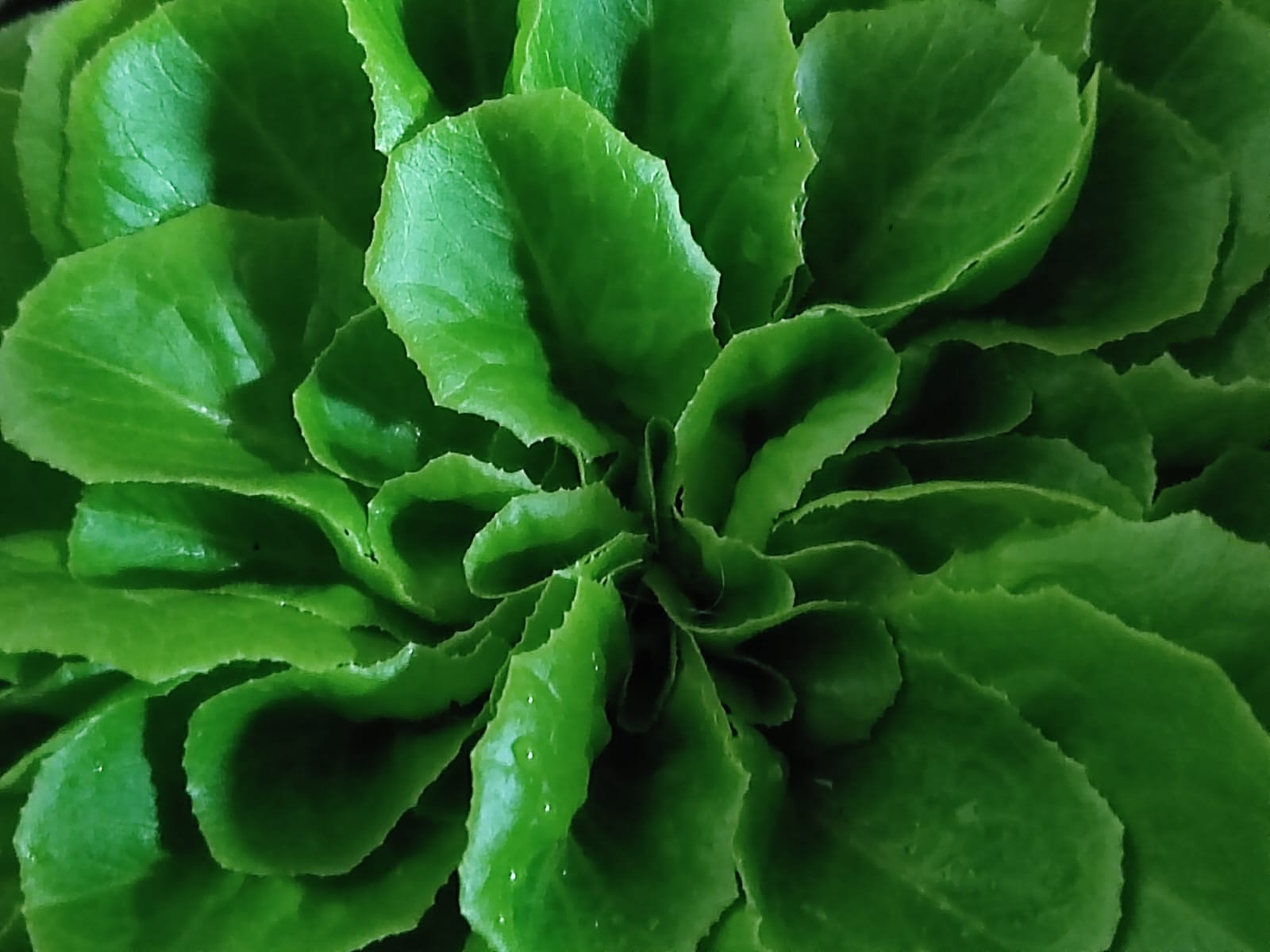 חסה על עצמי חסה על עצמי