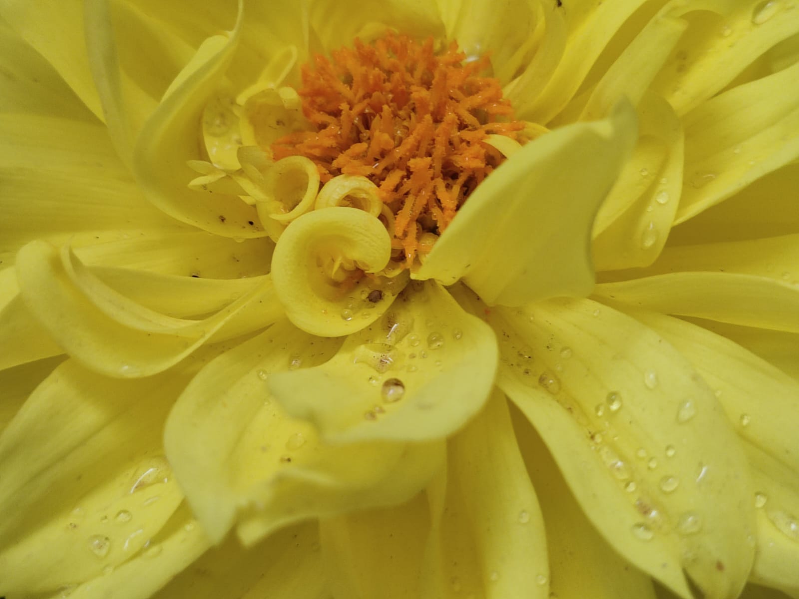 הריח של אמא