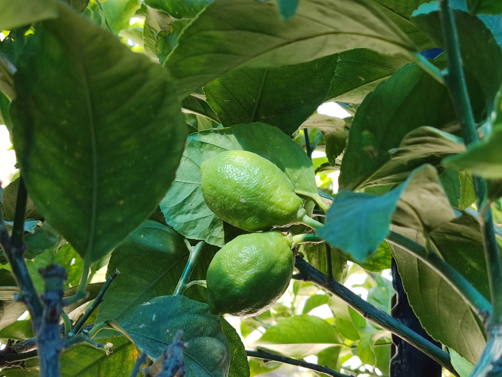 רז ועץ הלימון