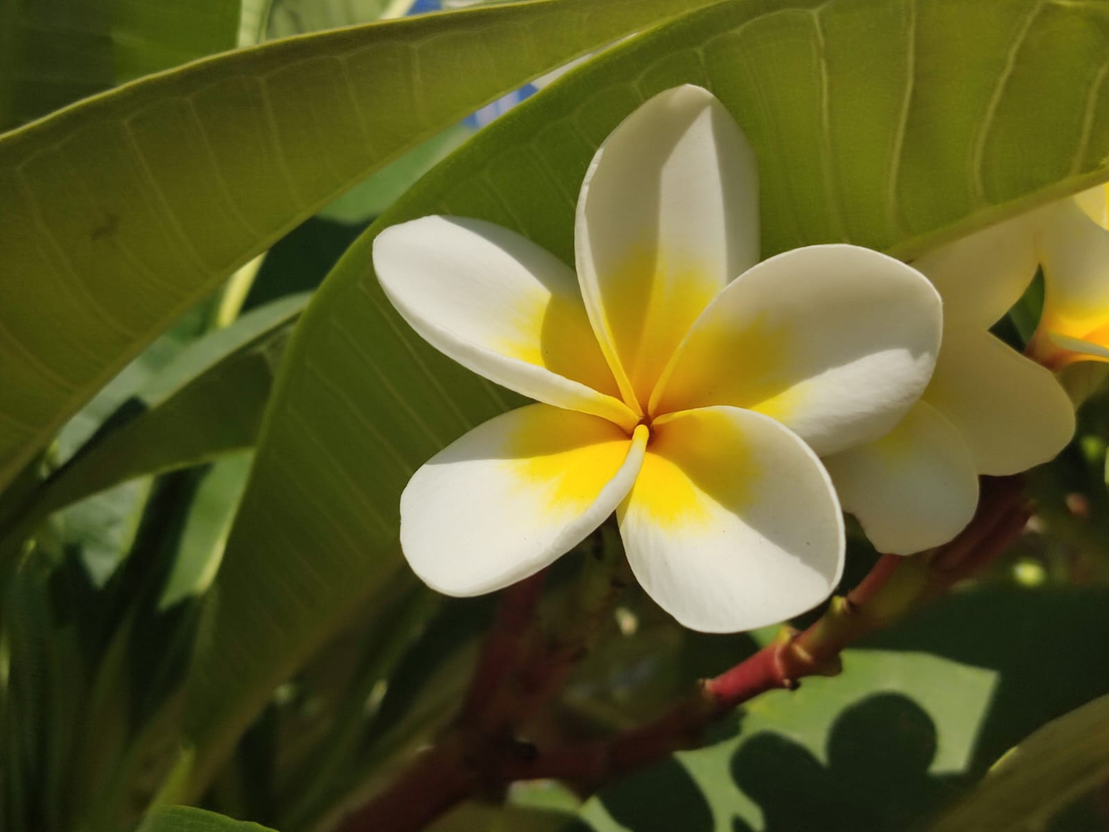 משימת כתיבה- זיכרון ילדות. לספר את הזיכרון כמעשייה – אגדי כזה שיש בו קסם…