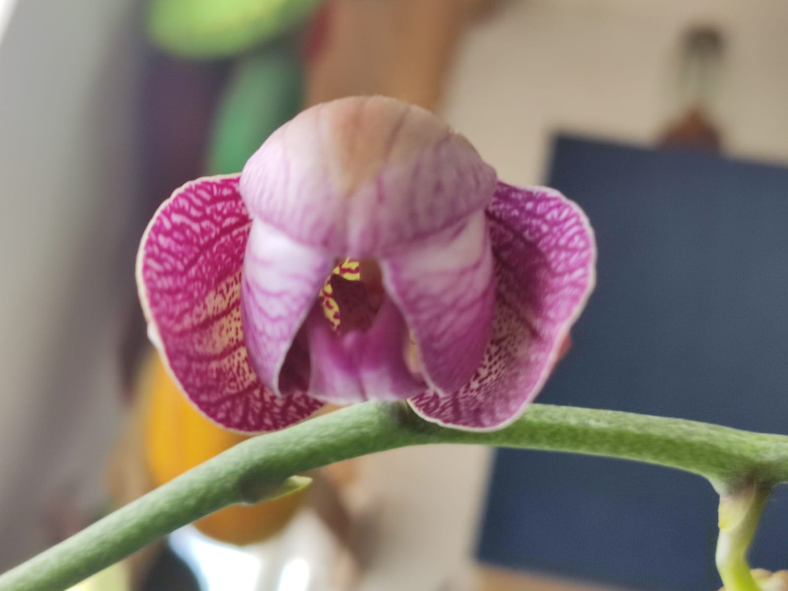 דיאלוג בין כיפה אדומה לצייד