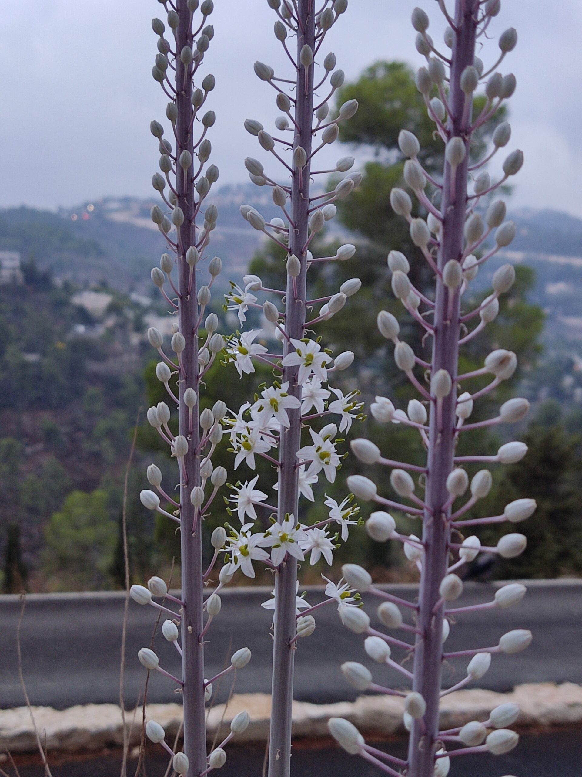 חצבים פורחים