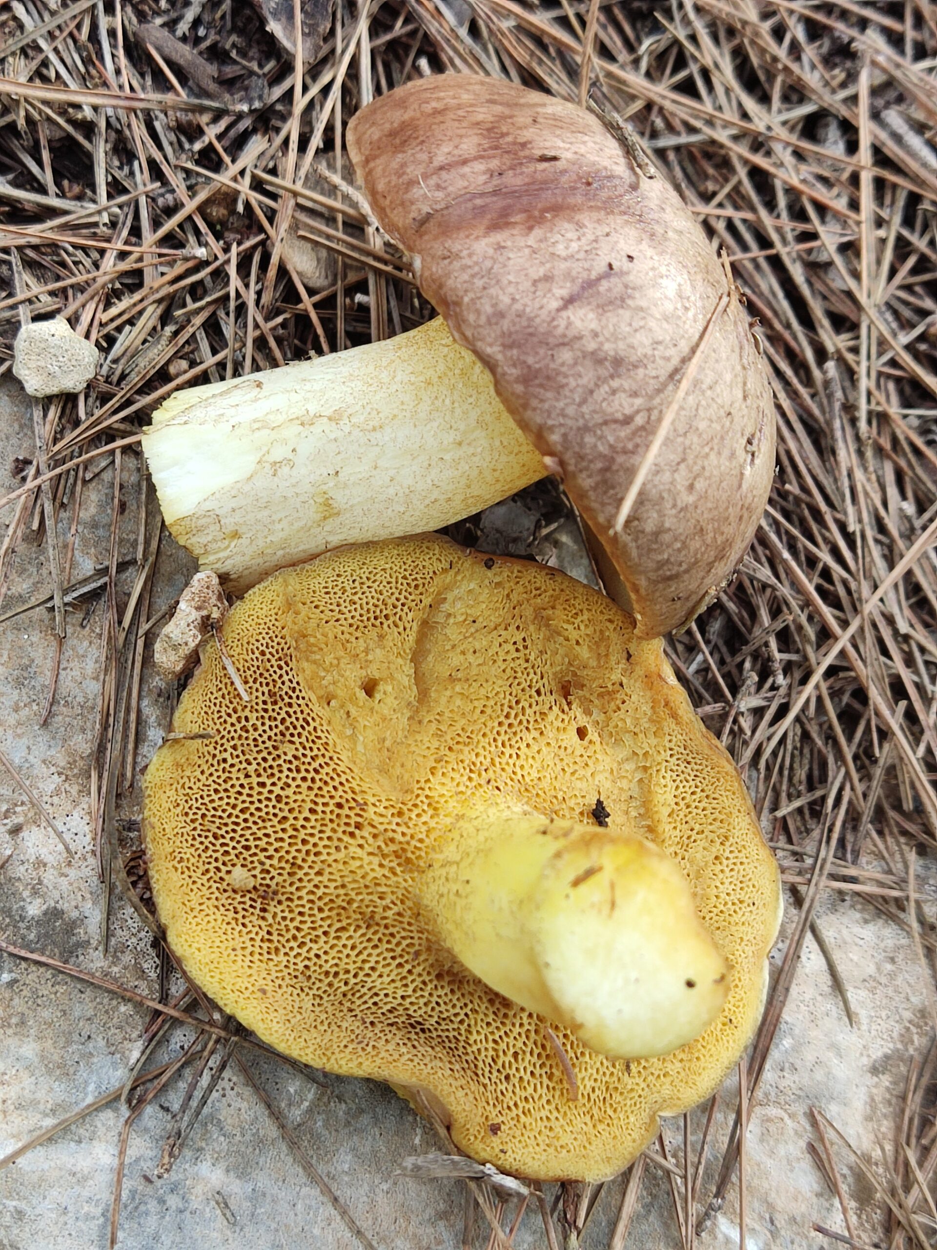 פטריות אחרי הגשם…