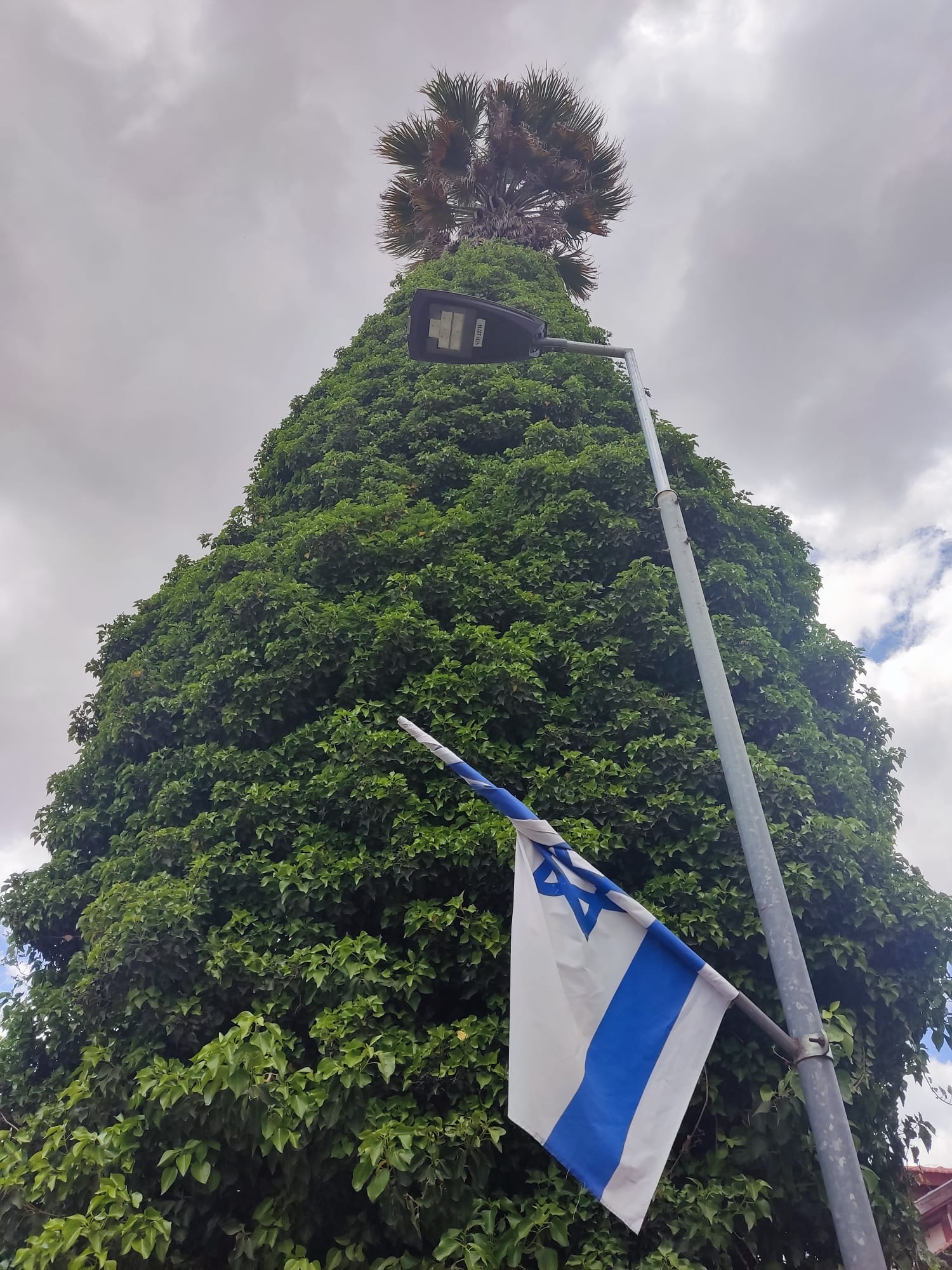 אסימטרייה/ טלי וייס