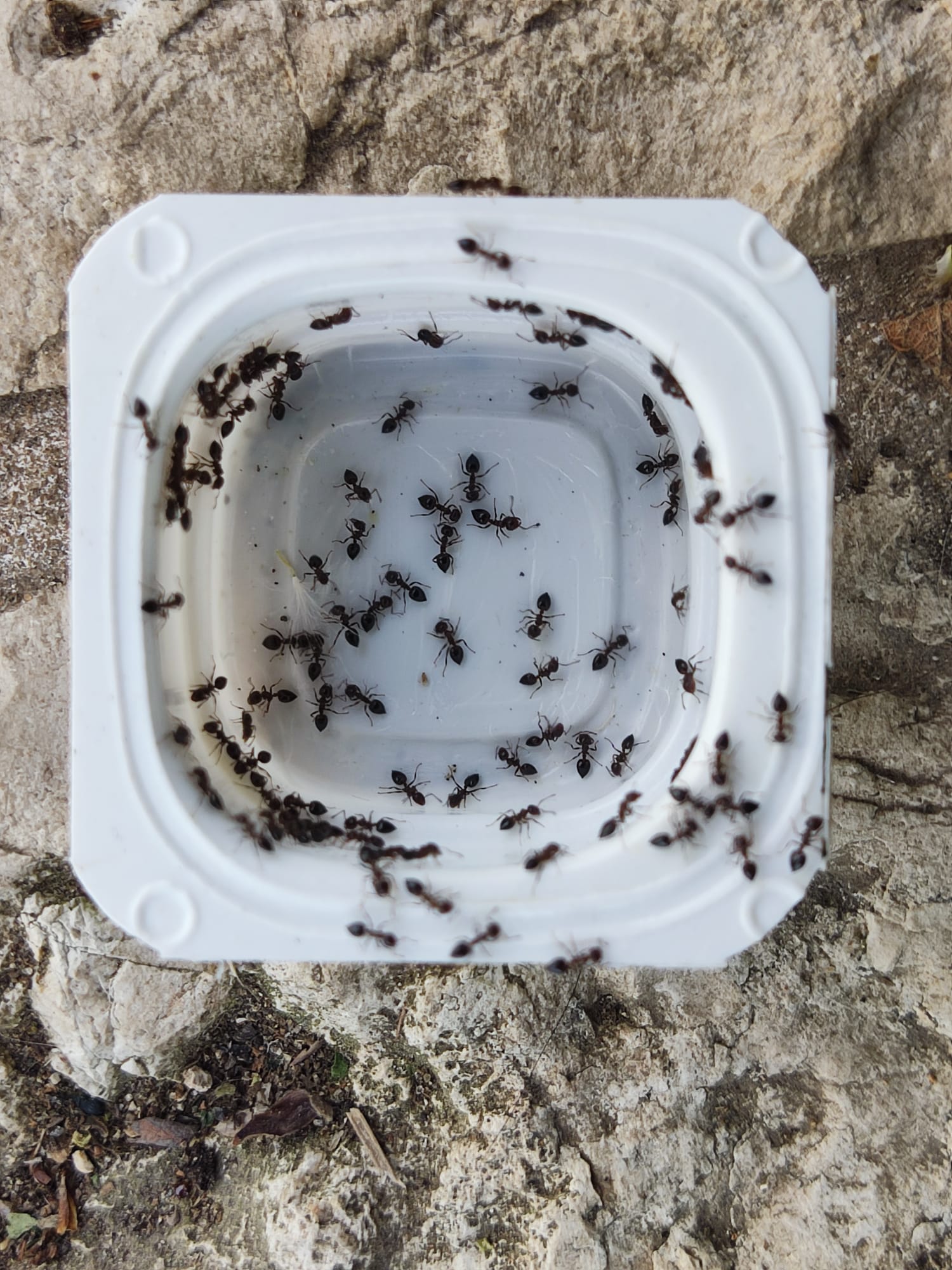 עבודת נמלים…