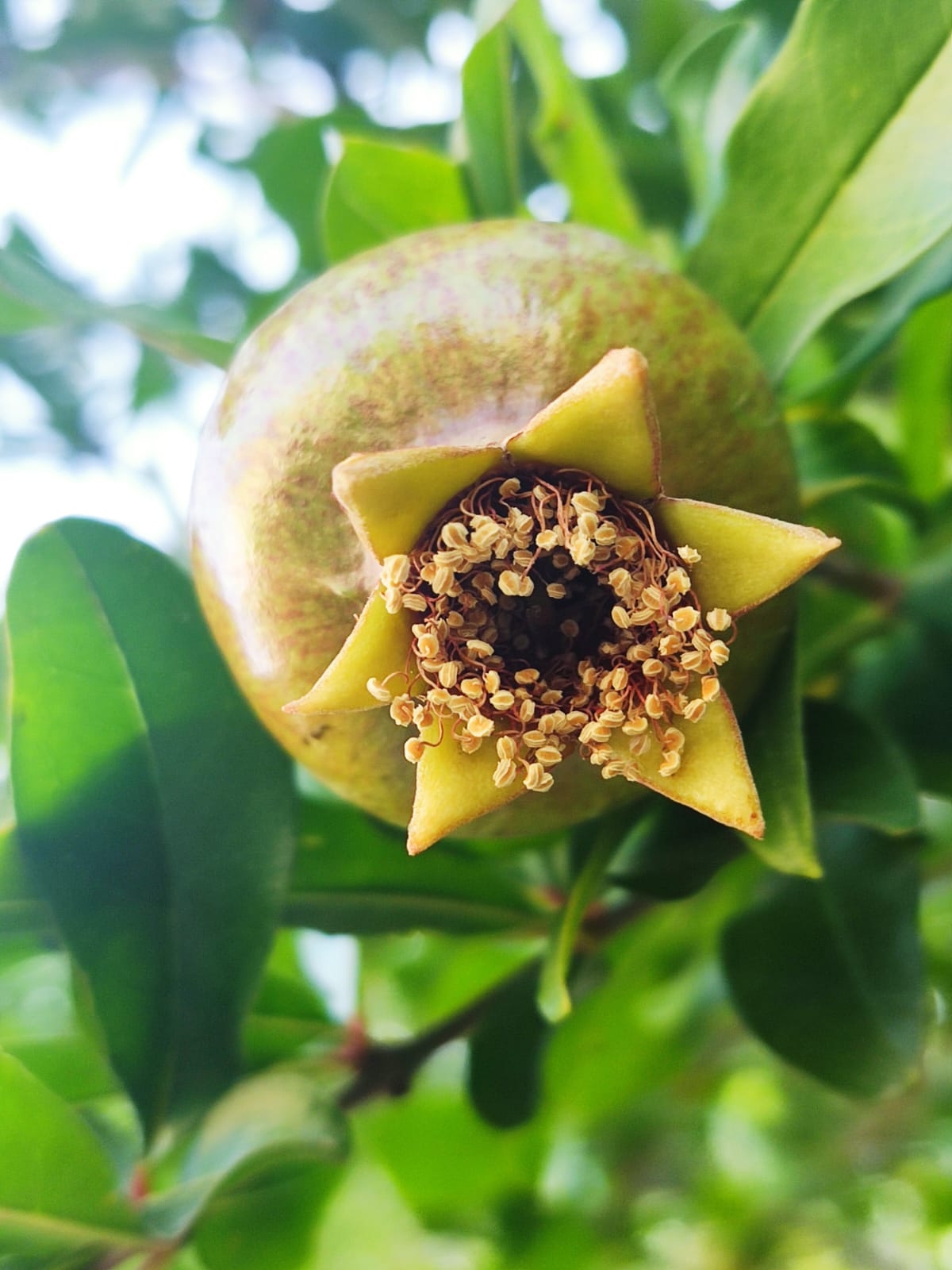 מקהלה עליזה