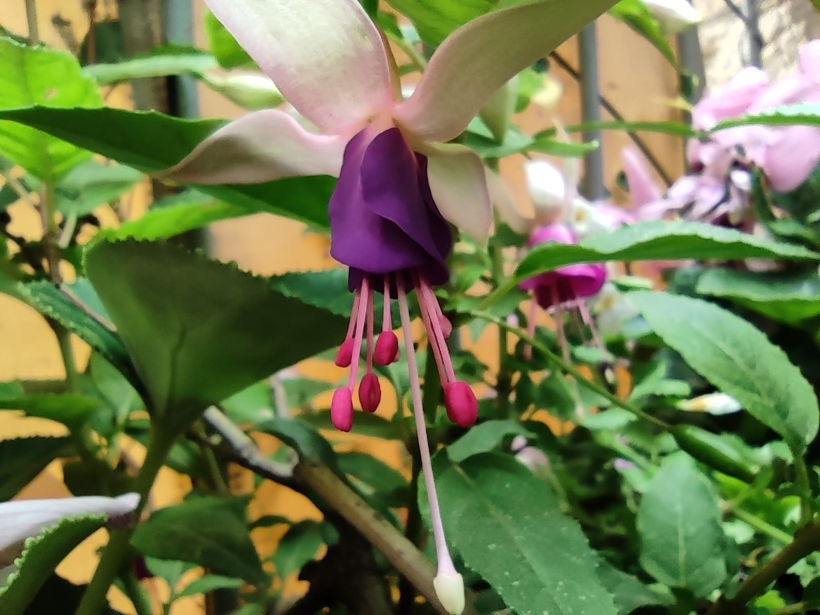 דלינד דלינג בפעמון דלינד דלינג בפעמון