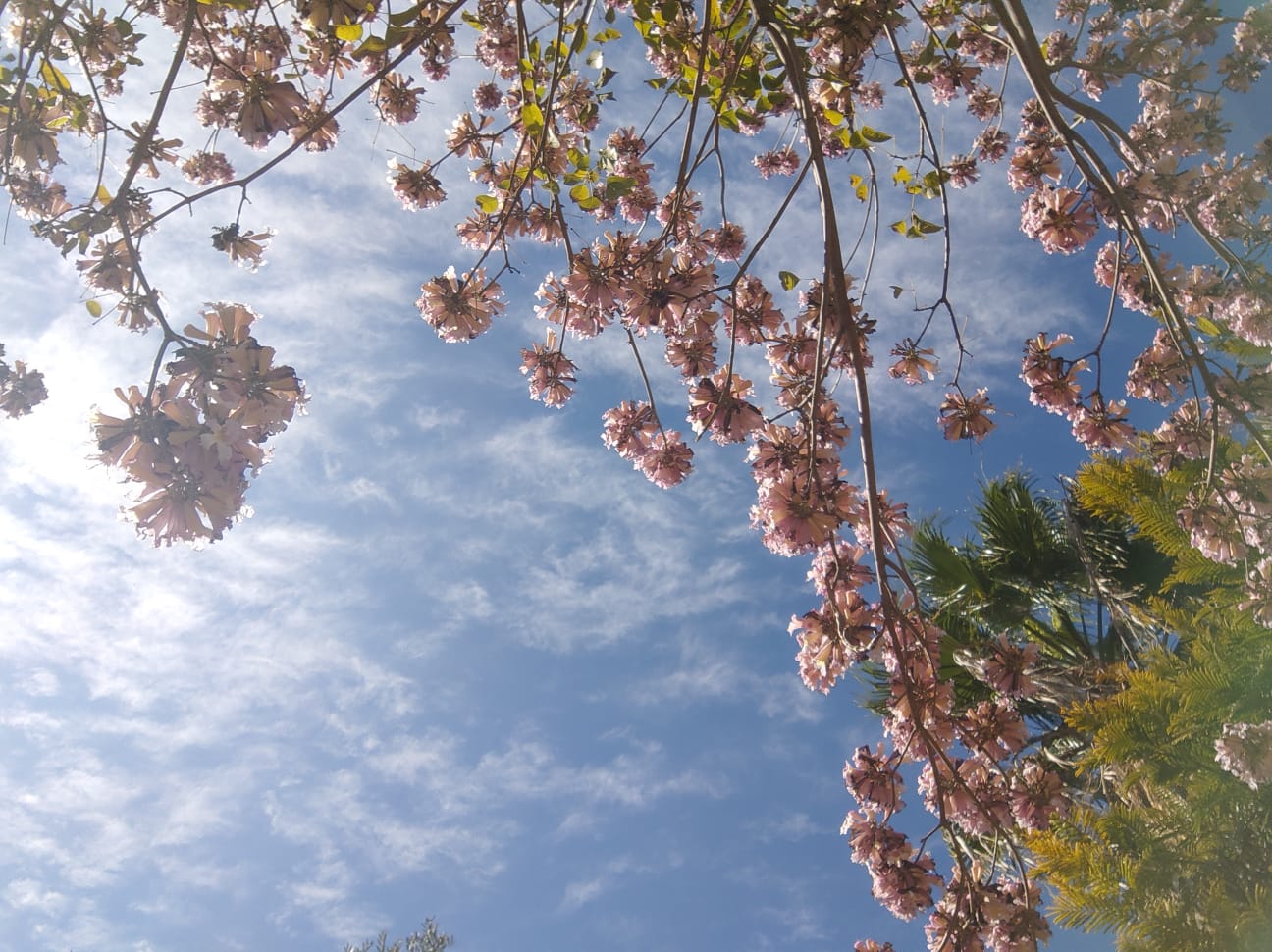שקדיה וחתיכת שמים- עולם הפוך