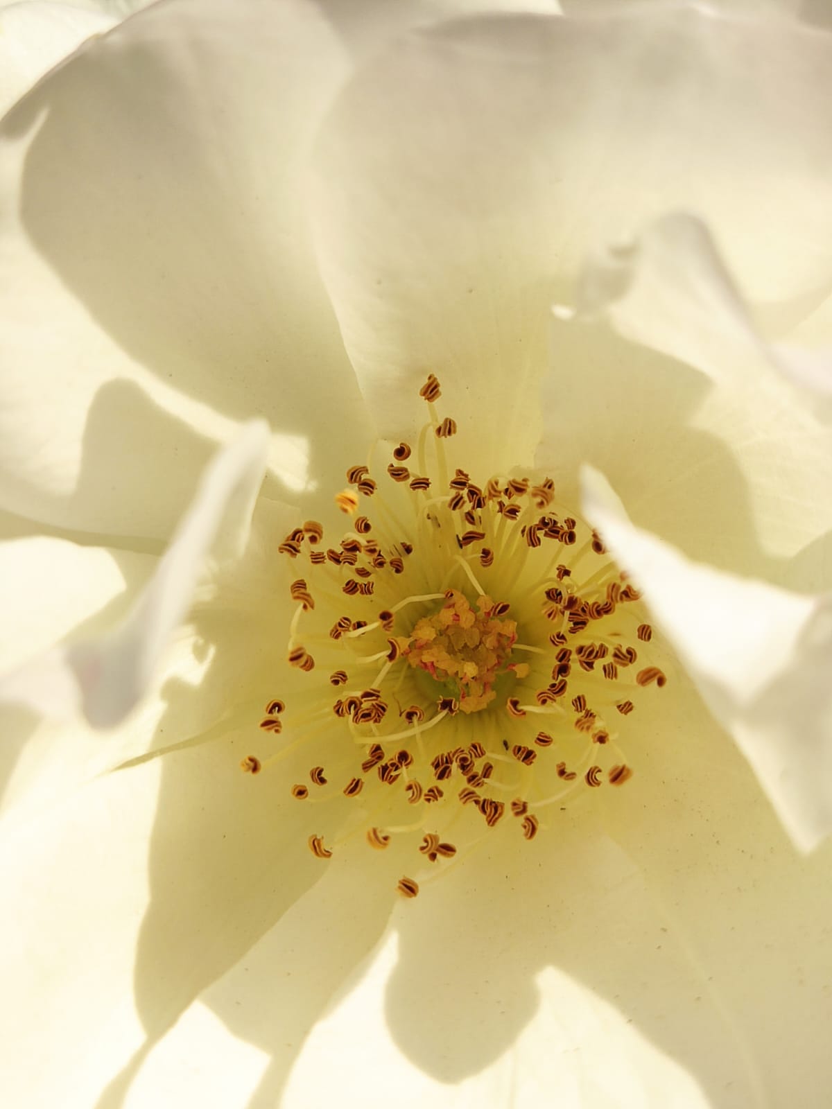 בואי כלה בואי כלה